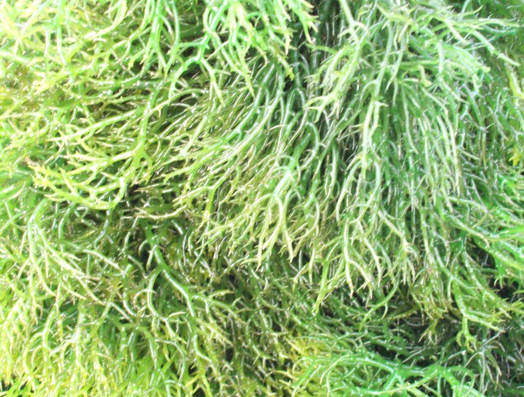 Green edible seaweeds cultivated in shallow coastal waters for food and industry