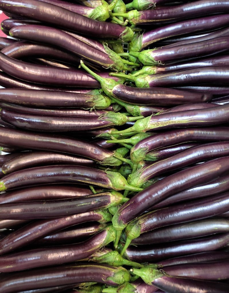 Biotechnology eggplants engineered for pest resistance and improved agricultural yield