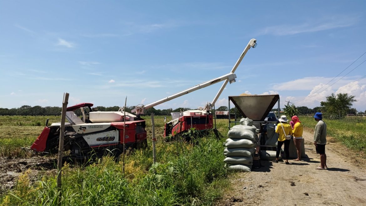 Rice harvesting and milling process shown with farm machinery in a rural area