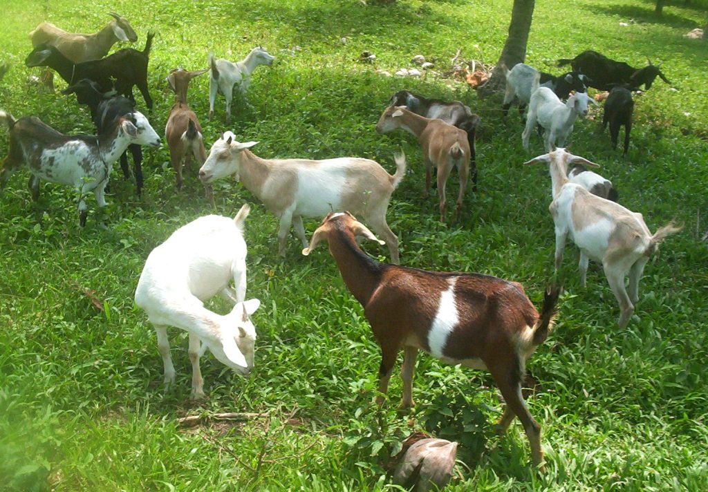 Breeding goats all year round using natural grazing and green farming methods