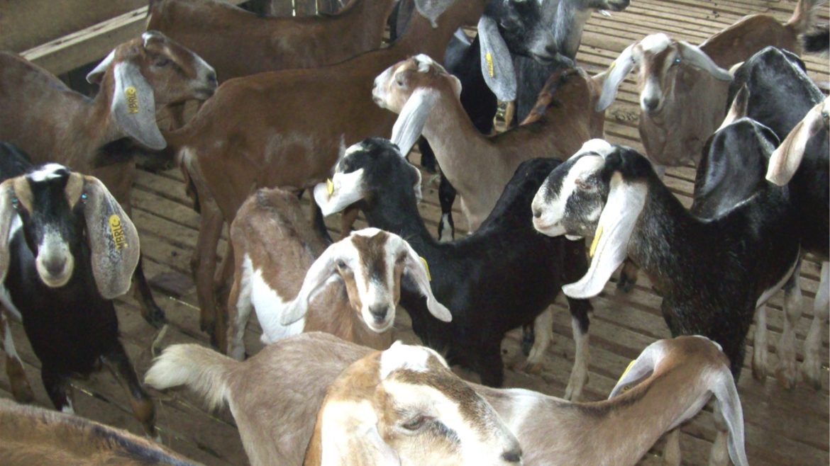 Breeding goats all year round to improve milk and meat production in farms