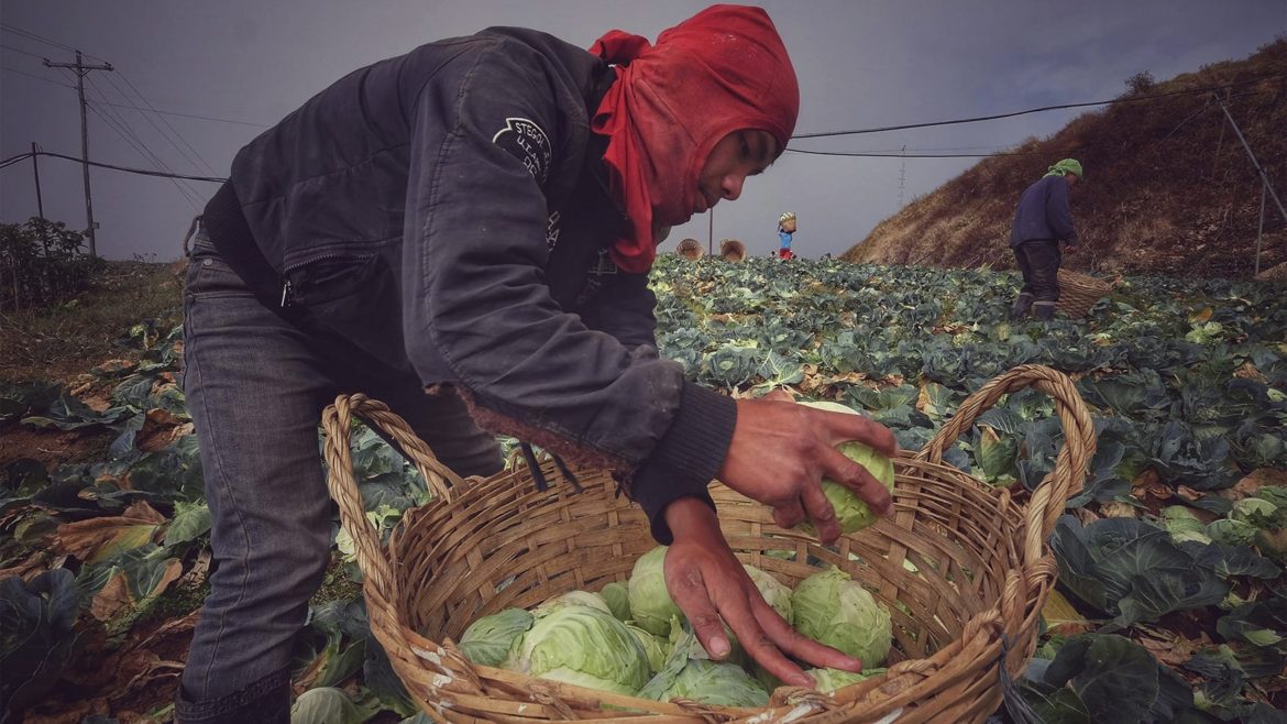 A farmer grading cabbage after harvest as part of the growing cabbage process for quality market distribution.