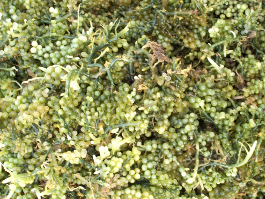 Seaweeds harvested from coastal and reef areas for food and commercial use