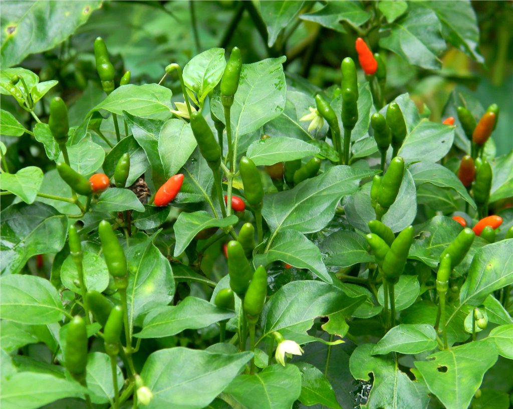 Chili pepper plant growing outdoors and producing capsaicin-rich peppers