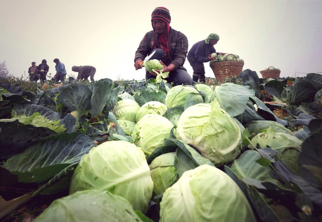 Farmers harvesting mature cabbage in upland farms, showcasing sustainable growing cabbage practices.