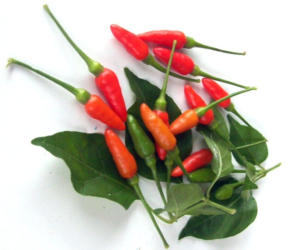Red hot peppers displayed on leaves, known for their high capsaicin levels