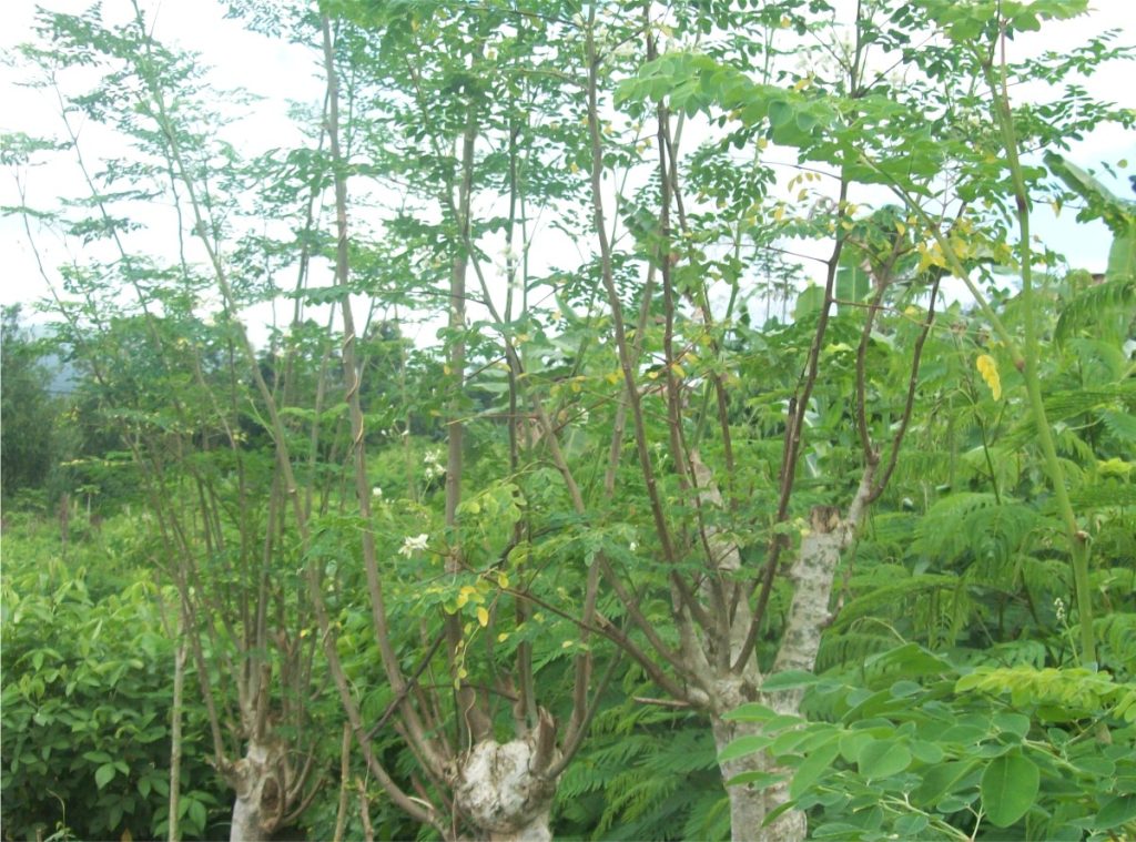 Malunggay trees grown as a sustainable and nutritious feed source for dairy cows