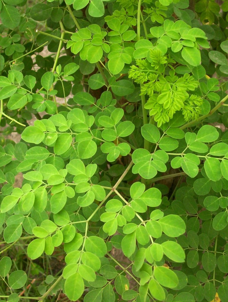 Close-up of malunggay leaves used as a nutrient-rich feed for dairy cows