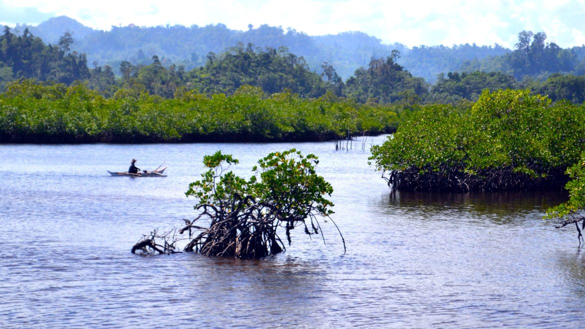 Mangrove area used for fishing with calm waters, mangrove trees, and small boats in the distance