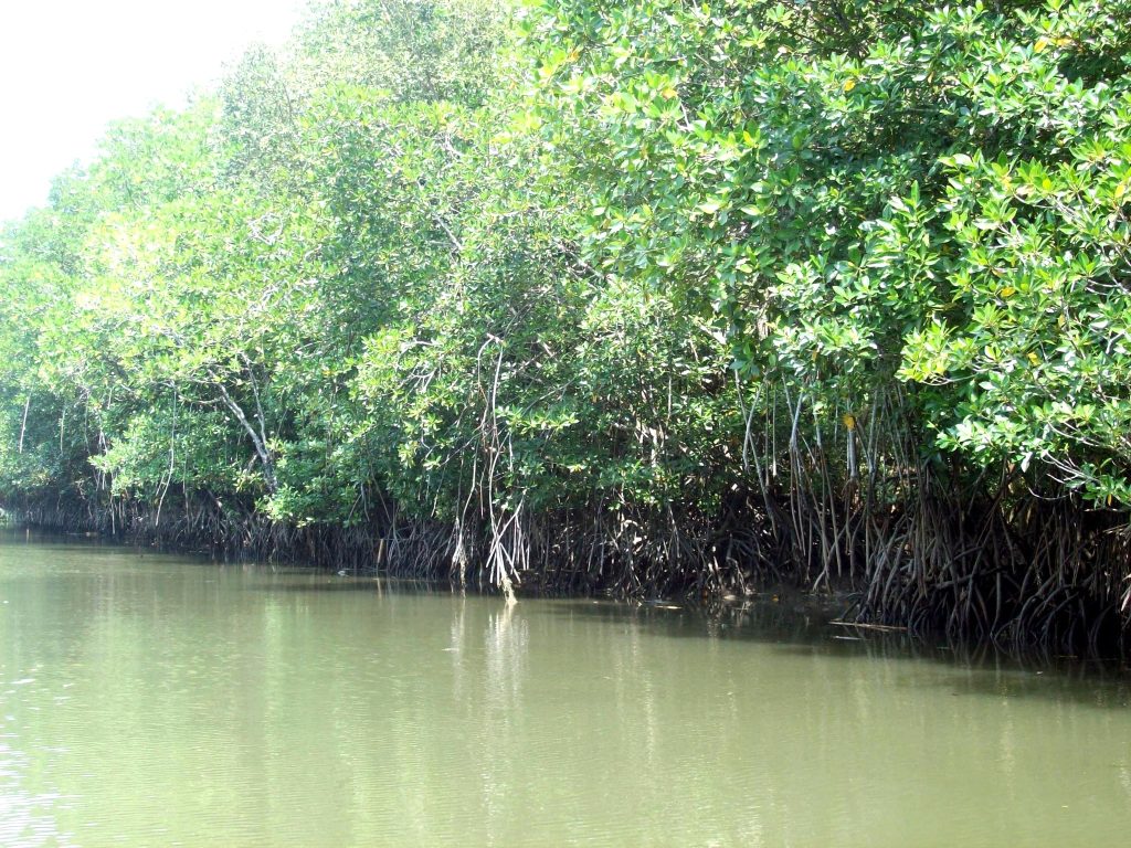 Dense mangrove forest growing along calm coastal waters, showing healthy mangrove roots and green foliage