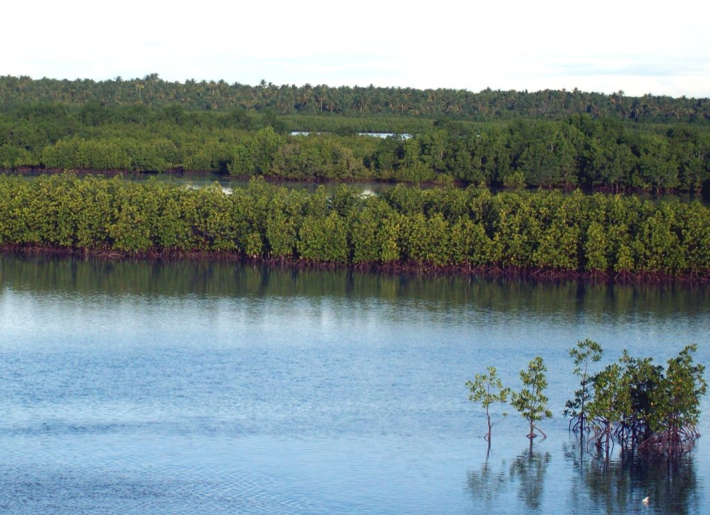 Young mangrove trees planted during a coastal reforestation effort beside calm blue waters
