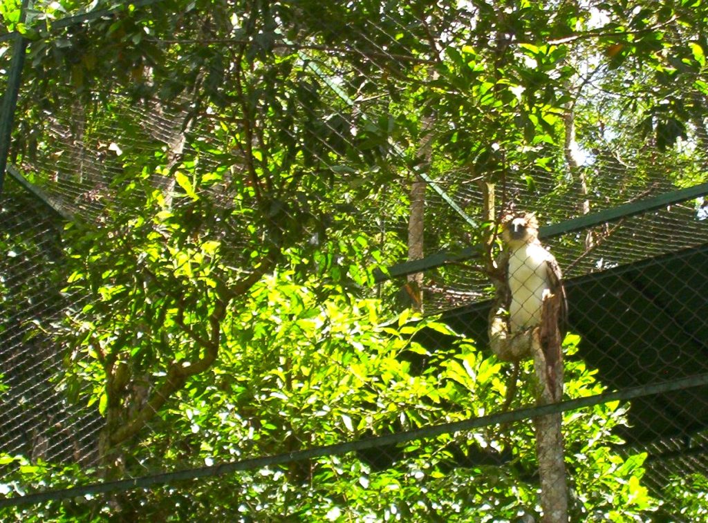 A Philippine eagle inside a conservation cage at a wildlife facility in the Philippines
