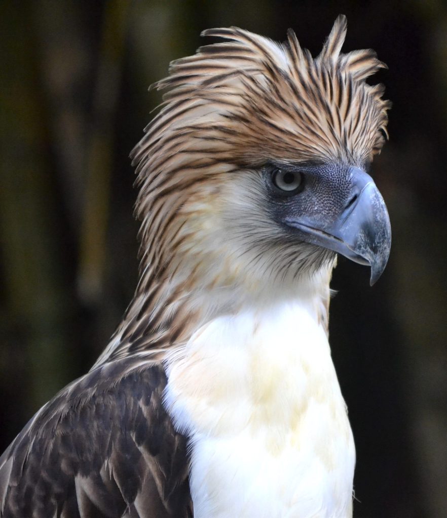 Close-up view of a Philippine eagle, an endangered species and the national bird of the Philippines