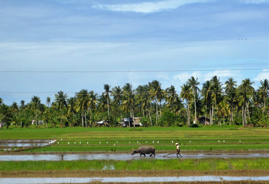 Farmers plow a rice field in preparation for planting in a rural Philippine area