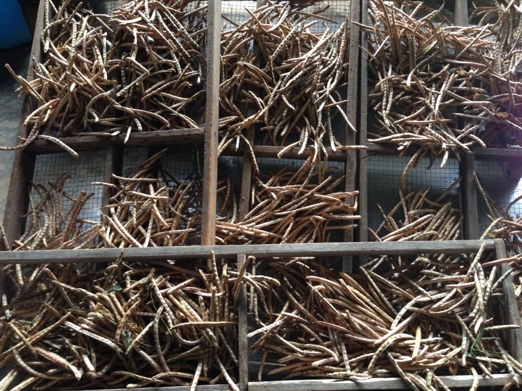 Pulses and legumes displayed after harvest as climate-resilient crops that support sustainable agriculture