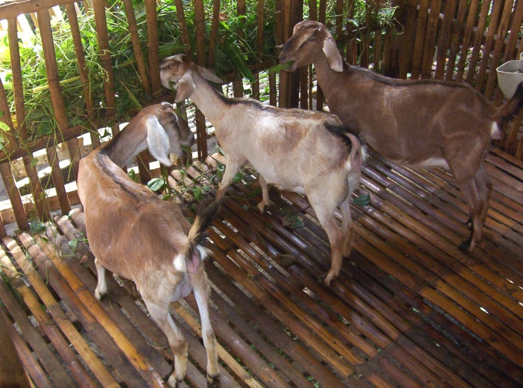 Hormone-free goat breeding using elevated housing to manage year-round reproduction