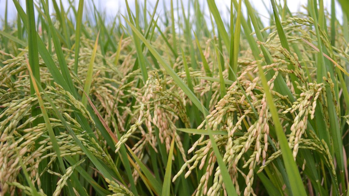 Mature rice plants in the field as water scarcity poses risks to food production