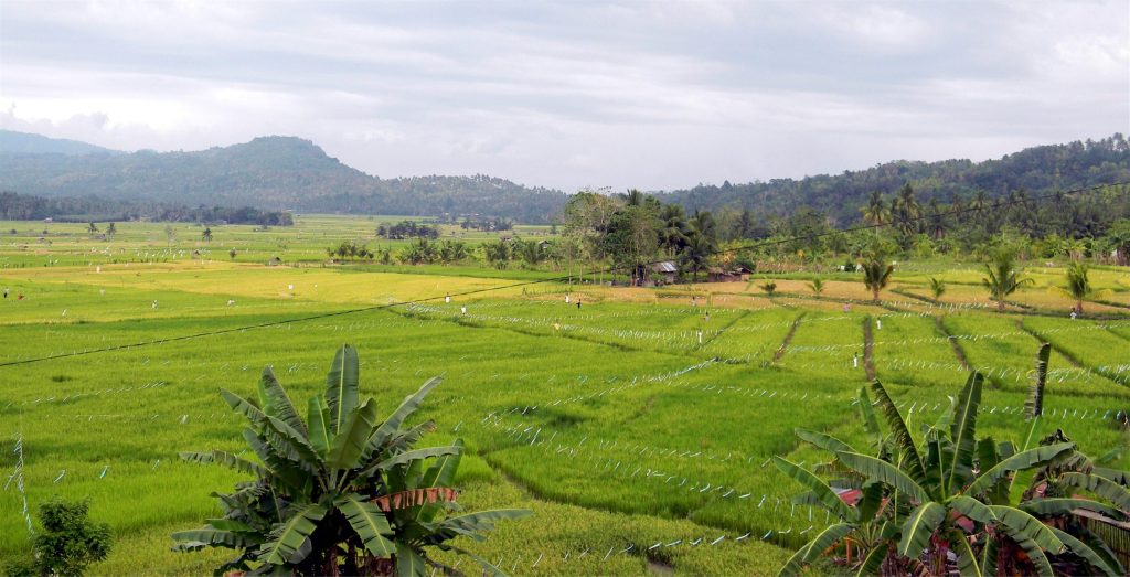 Rice fields where low GI rice varieties are cultivated for diabetes-friendly food production