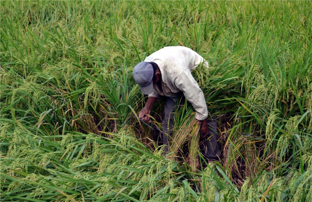 A farmer tends rice fields using a university-developed fertilizer to boost farm production