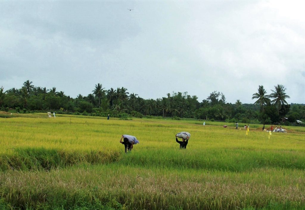 Farmers harvest rice crops used in developing low-glycemic rice for people with diabetes
