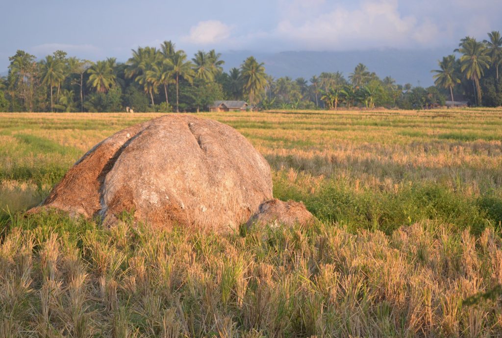 Pile of rice straw left in the field after harvesting palay