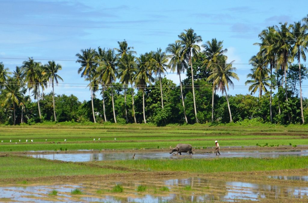 Rice fields being prepared for planting as part of efforts to develop rice for people with diabetes