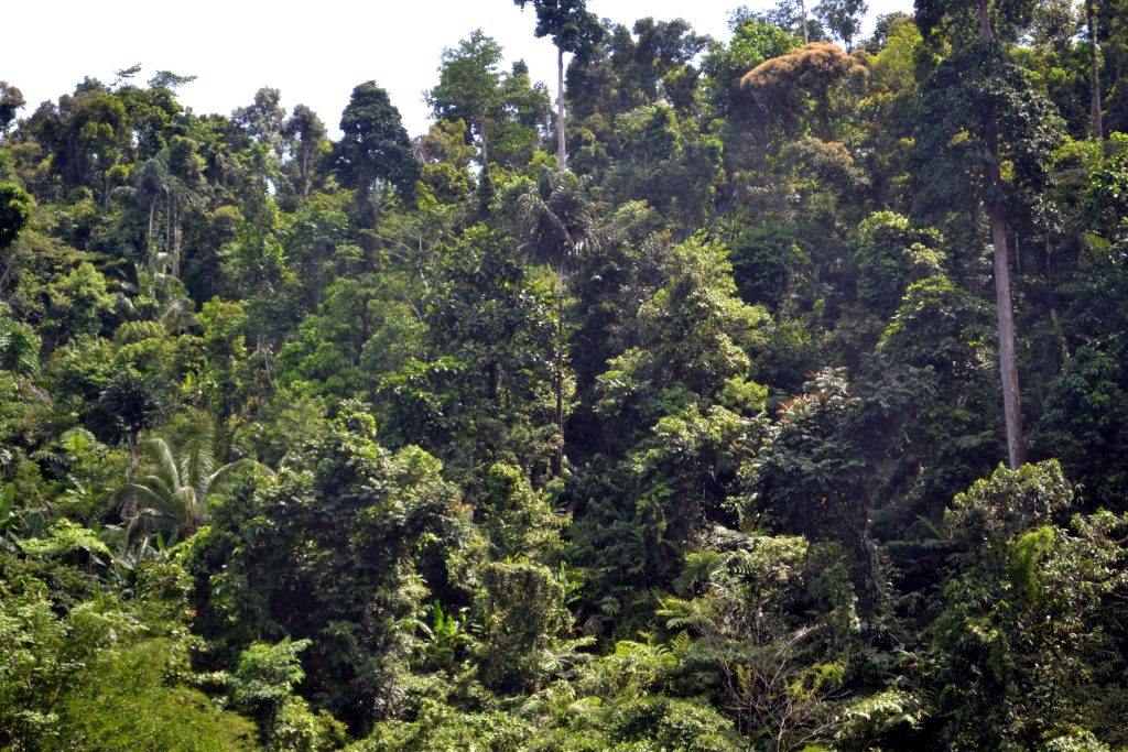 Second-growth forest in the Philippines that serves as potential habitat for Philippine eagles