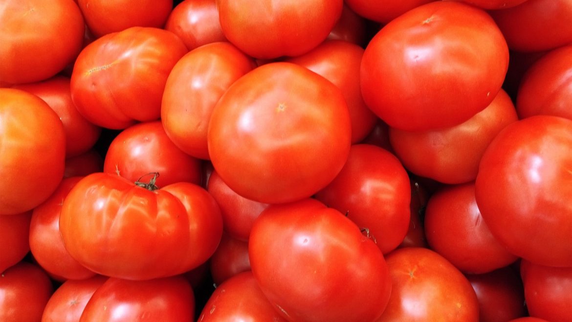 Tomatoes enhanced through biotechnology to improve antioxidant content and shelf life