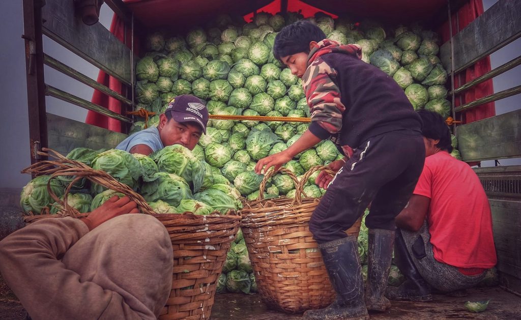 Farmers transporting freshly harvested cabbage as part of growing cabbage for market sale in Davao del Sur.