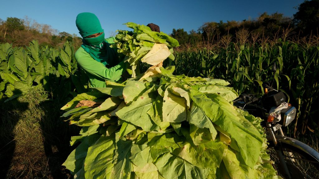 Farmer transporting harvested tobacco leaves for tobacco dust pesticide production on Philippine farms, photo by Rhoy Cobilla