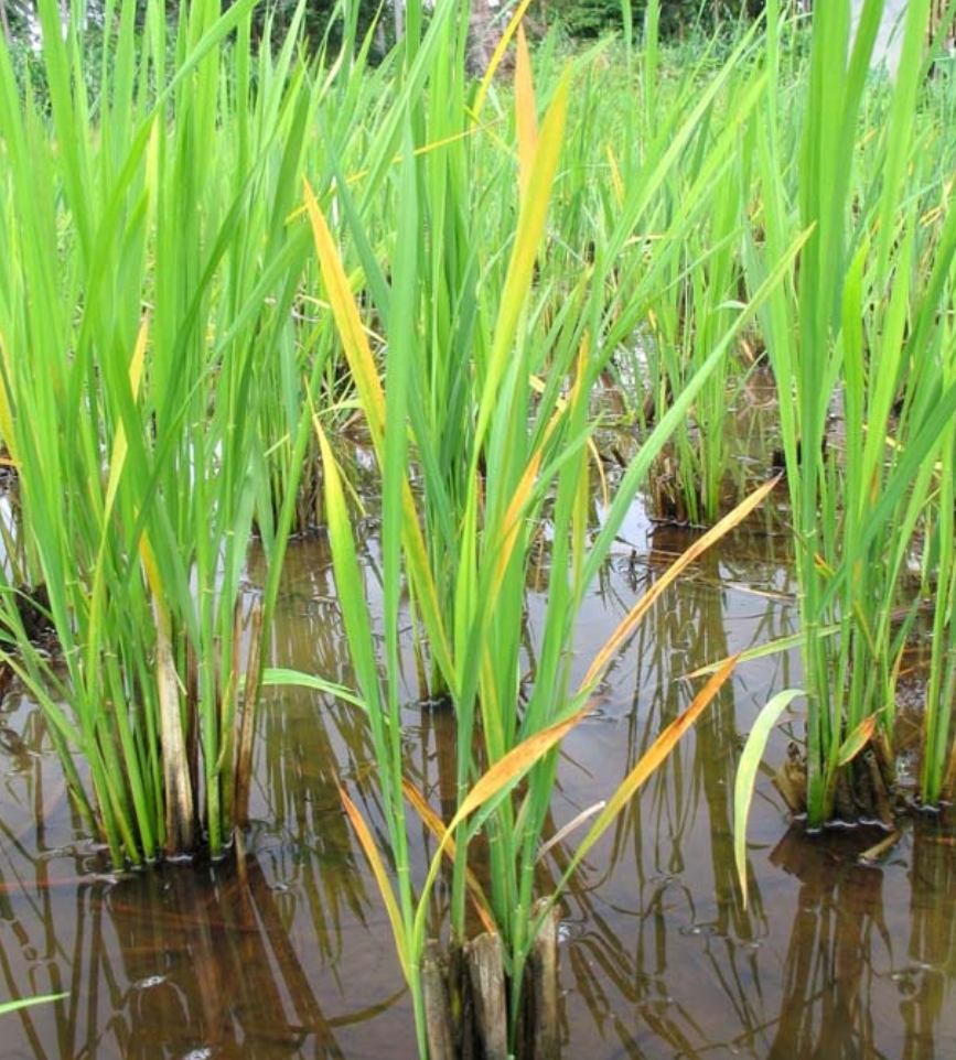 Rice plants infected with tungro disease showing yellowing and stunted growth