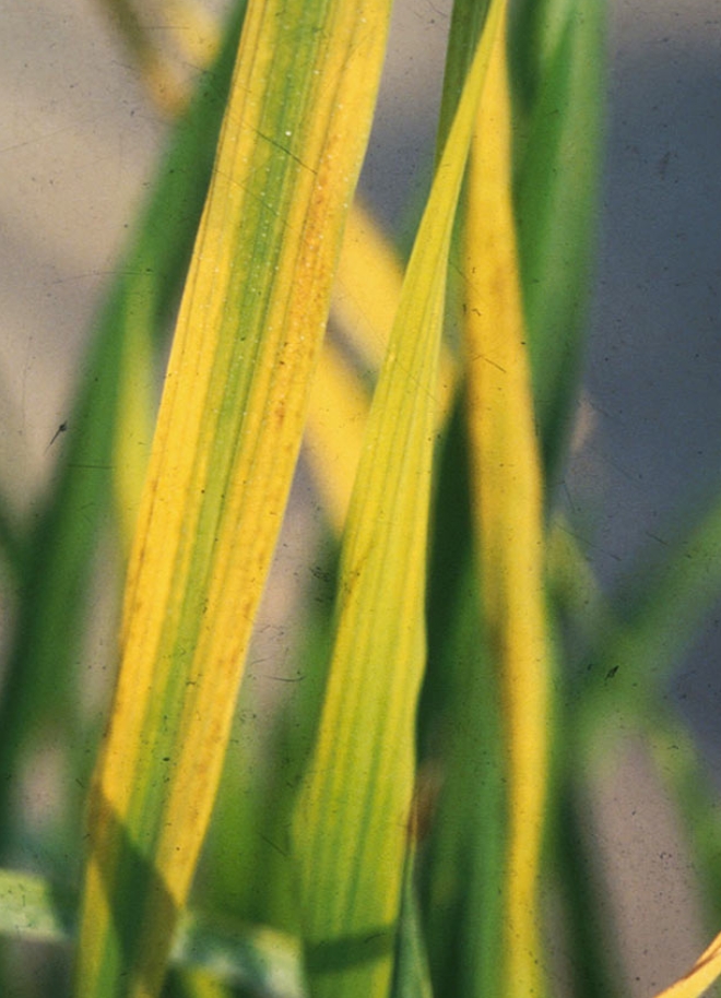 Close-up of rice leaves showing tungro disease symptoms such as yellow streaks