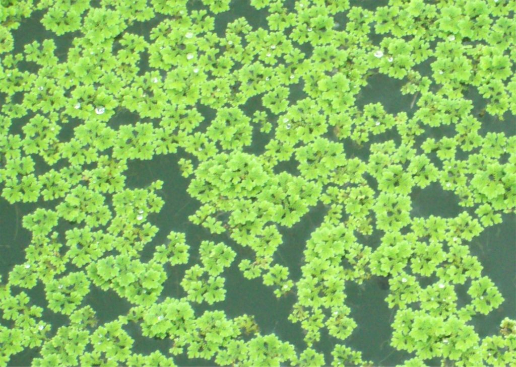 Azolla fertilizer growing on the surface of water, a natural nitrogen-fixing plant used to enrich rice fields and soil.