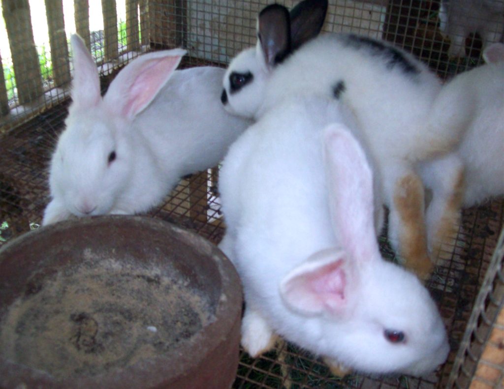 Young rabbits feeding in a backyard rabbitry as part of small-scale rabbit farming