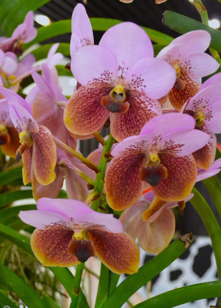 Endangered waling-waling orchid symbolizing biodiversity loss in the Philippines