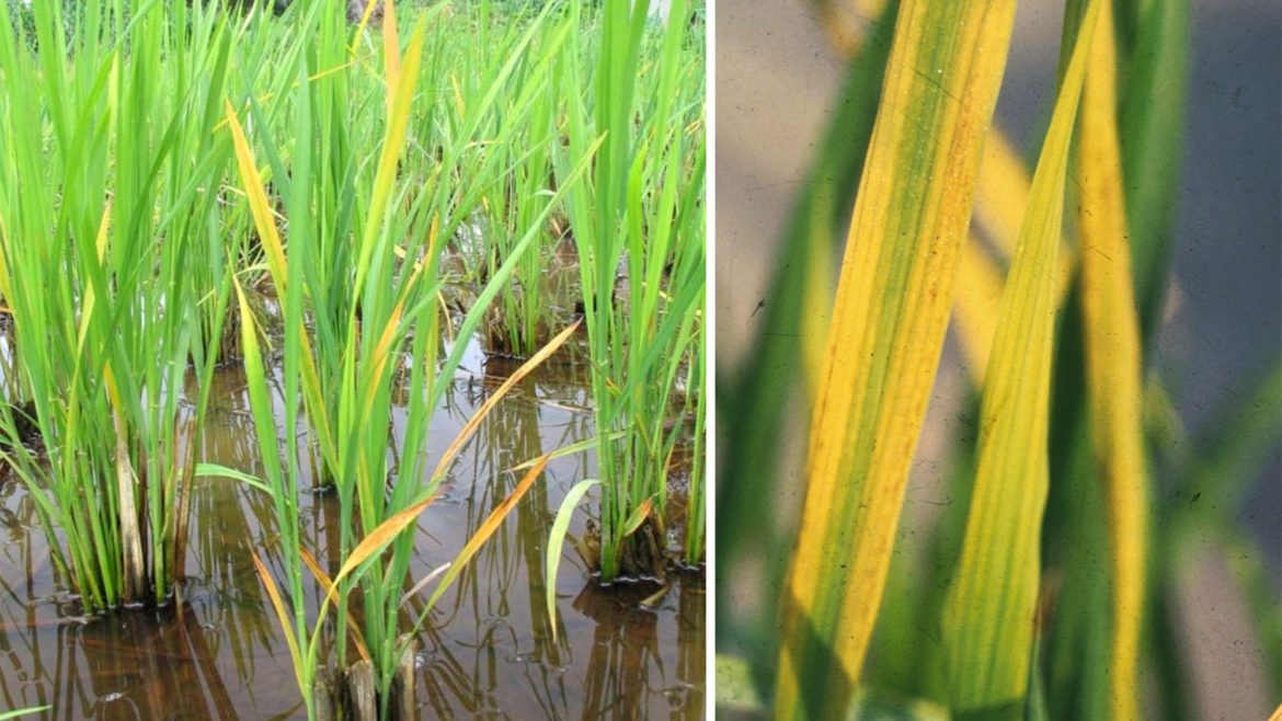 Comparison of healthy rice plants and rice plants infected with tungro disease