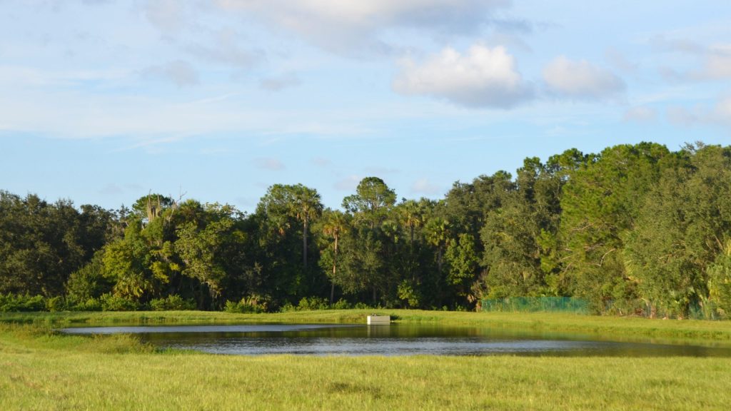 A natural wetland ecosystem showing how wetlands store water and support biodiversity