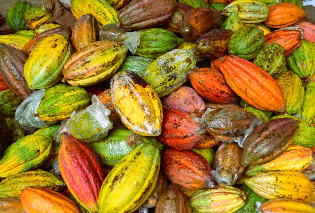Newly harvested cacao pods representing raw materials of the cacao industry