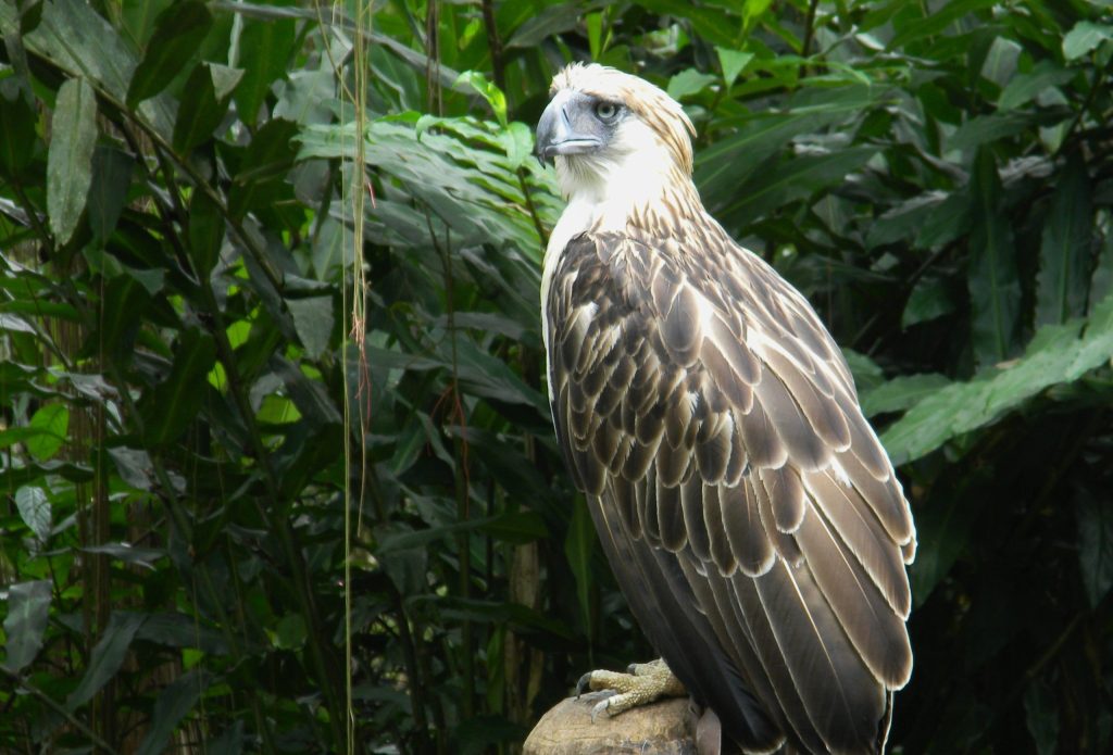 Philippine Eagle Threatened by Mindanao Forest Cover Loss