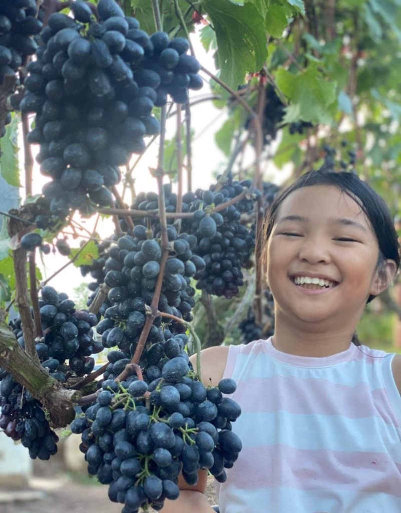 Purple grape variety grown through grape farming Philippines showing healthy harvest results
