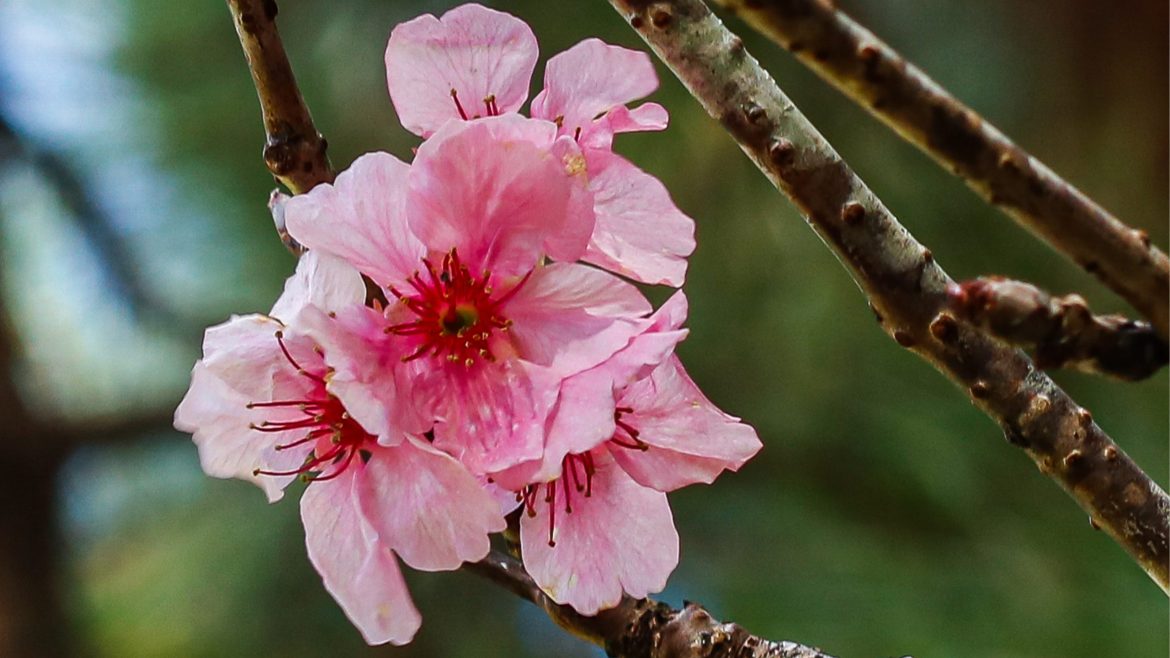 Cherry blossoms in full bloom during sakura season in Baguio City.