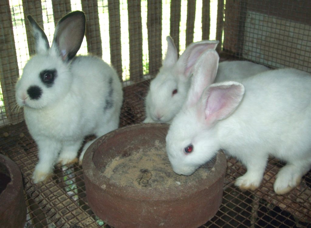 White rabbits raised in a backyard cage for small-scale rabbit production
