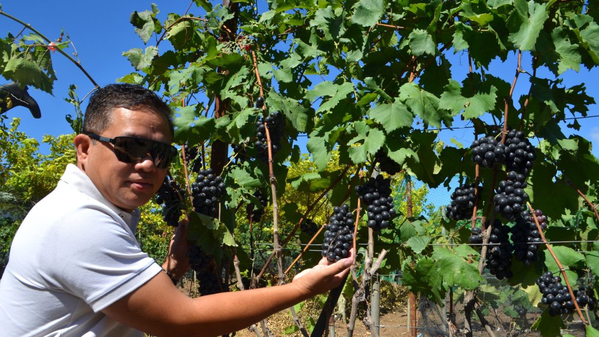 Atty. Ferdinand Taglucop inspecting grape clusters at a vineyard in Davao City