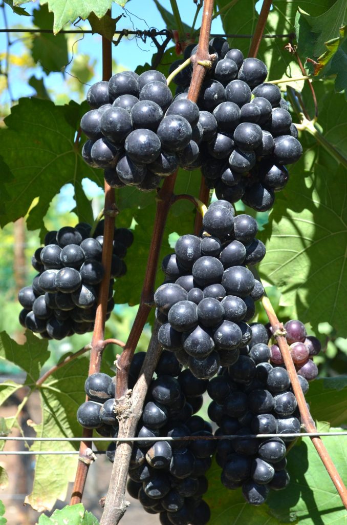 Close-up of ripe violet grapes grown in Davao vineyard
