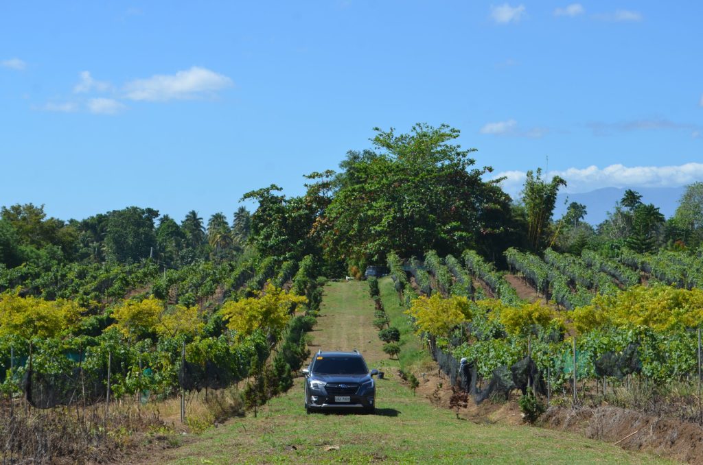 Wide view of a grape vineyard plantation in Davao City