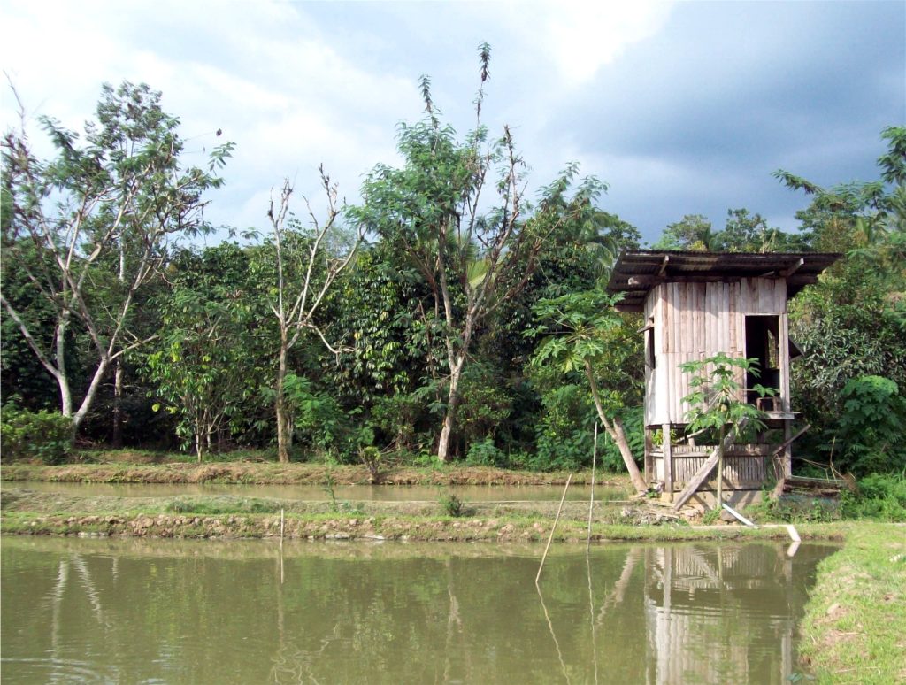 A tilapia pond in the Philippines used for freshwater fish farming