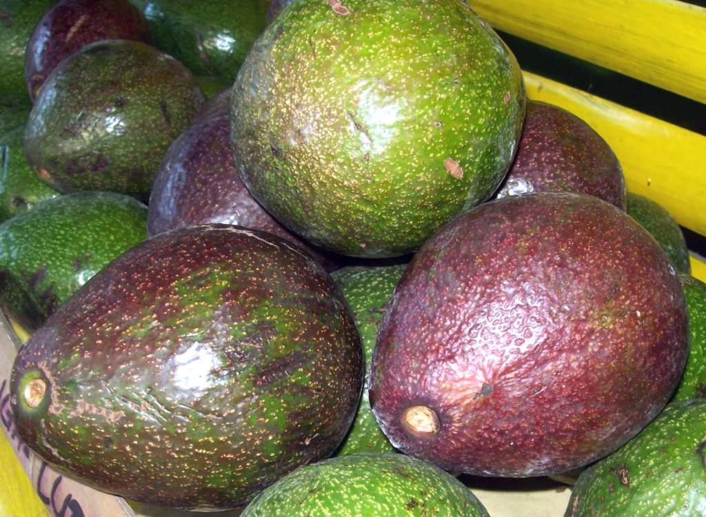 Ripe avocado fruits showing different varieties and skin colors
