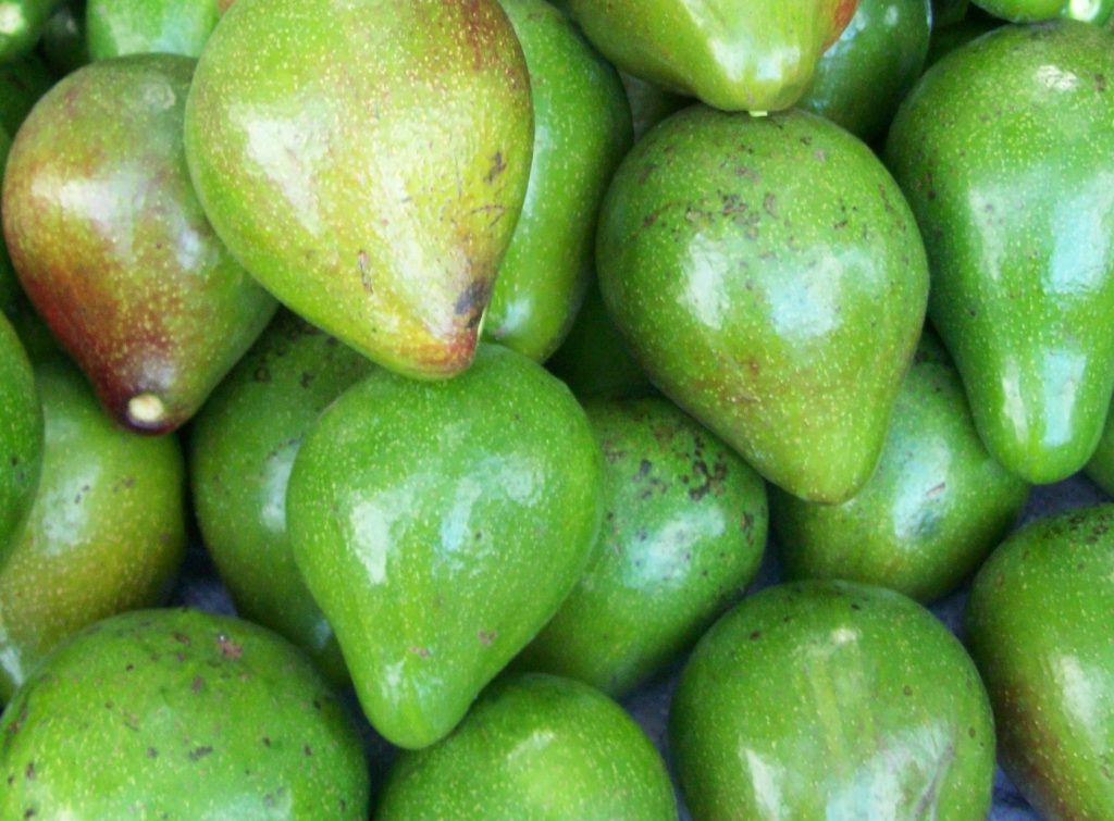 Fresh green avocado fruits harvested from avocado trees