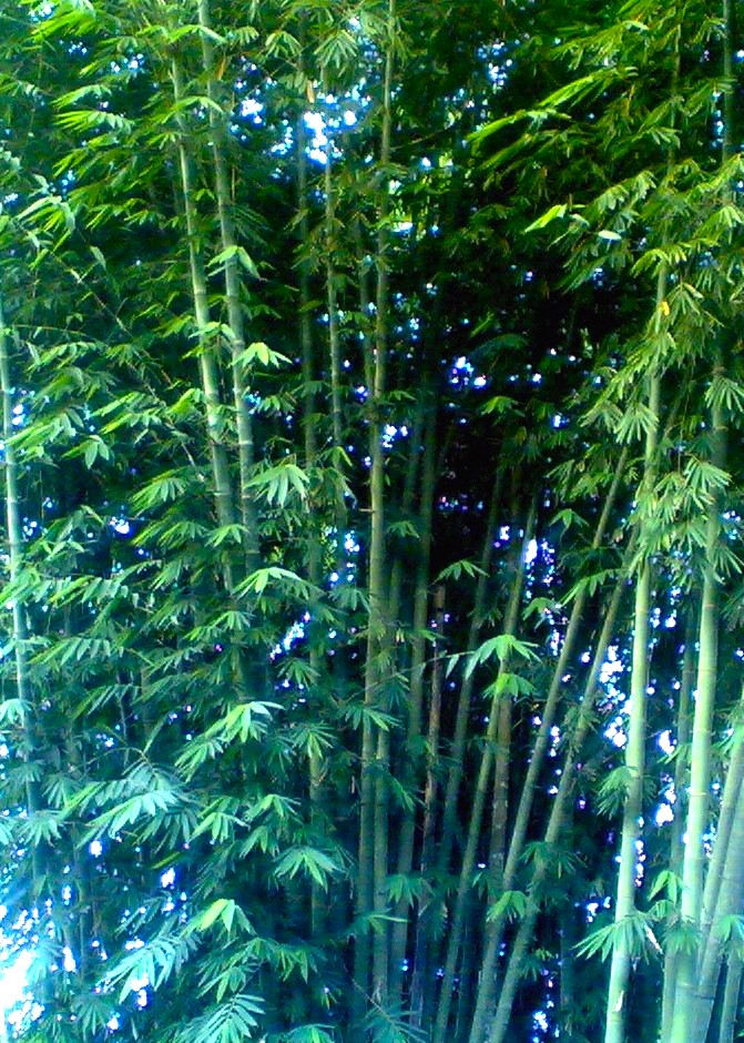 Bamboo crop growing densely as a fast-growing renewable plant