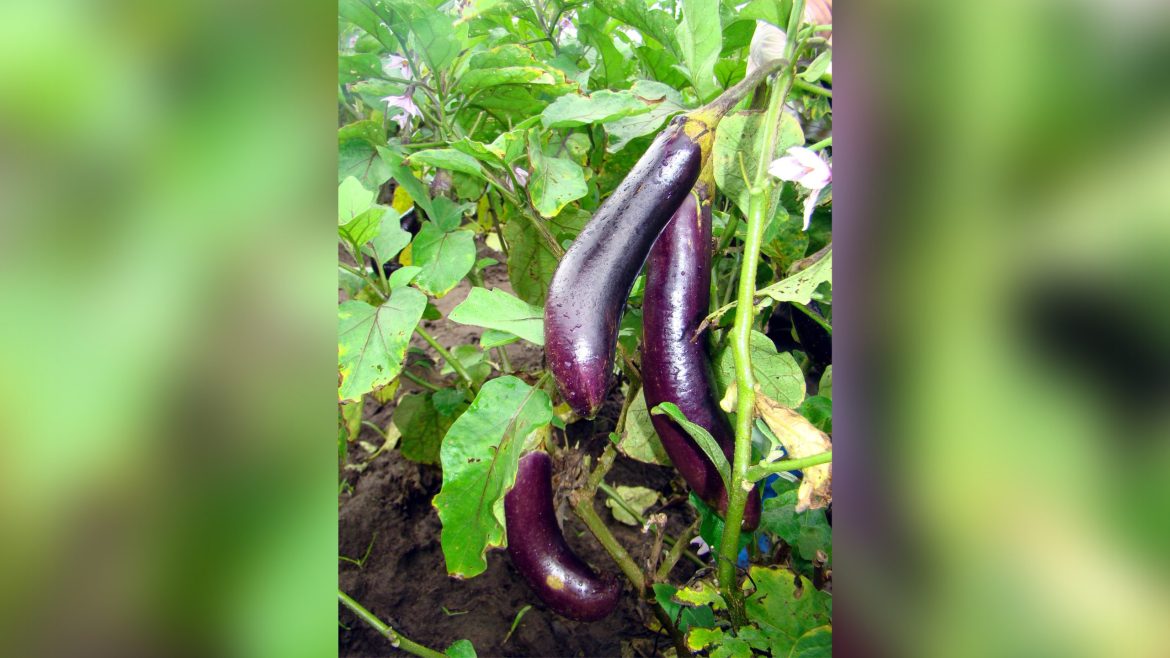 Bt talong plants showing biotech crops and pesticide reduction in sustainable farming